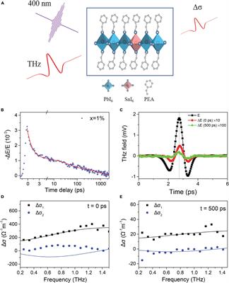 Charge Carrier Dynamics in Sn-Doped Two-Dimensional Lead Halide Perovskites Studied by Terahertz Spectroscopy